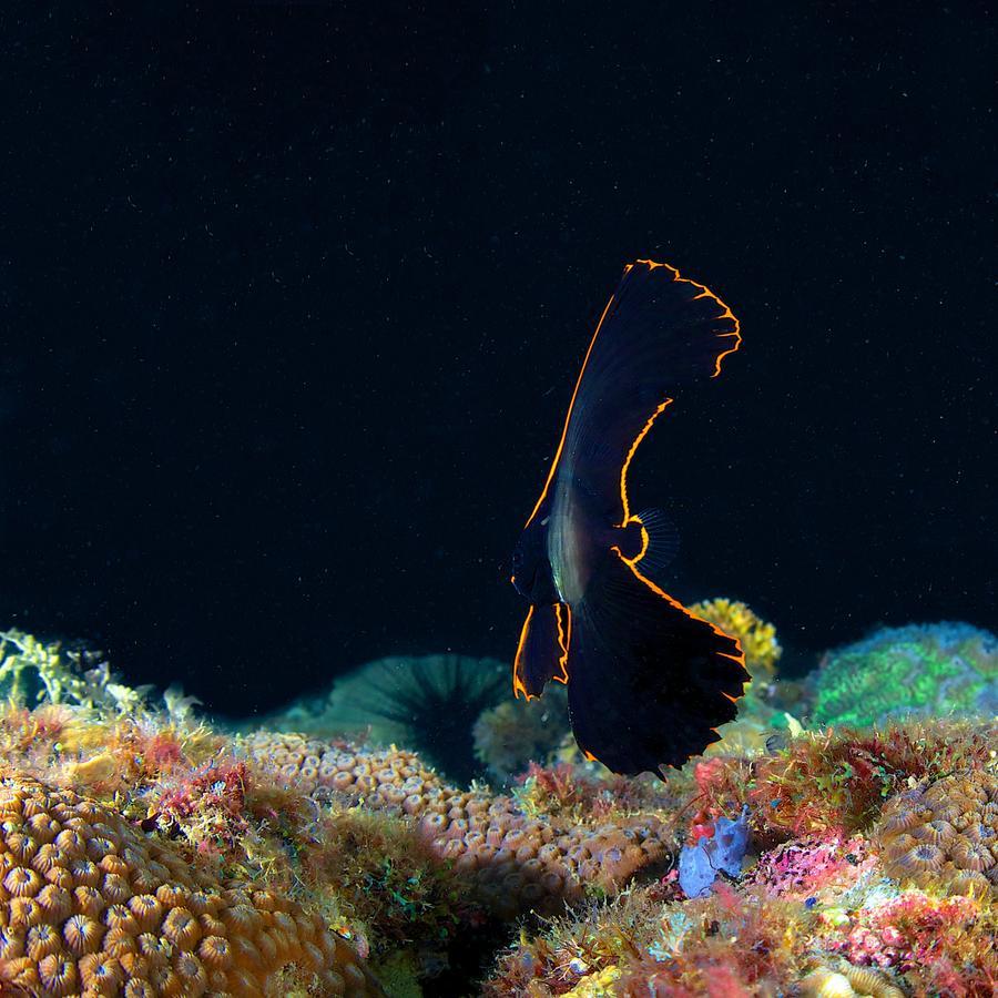 Deluna Diving Resort Puerto Galera Eksteriør bilde